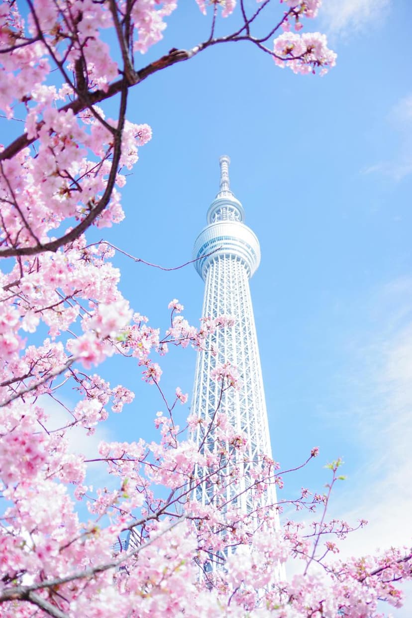 Study in Japan